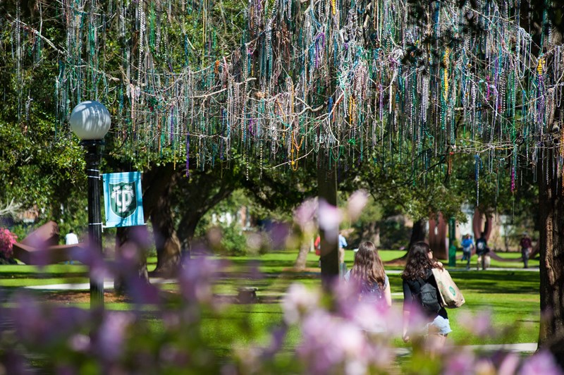 ABC13 Houston - The bead tree in full bloom from Tulane University